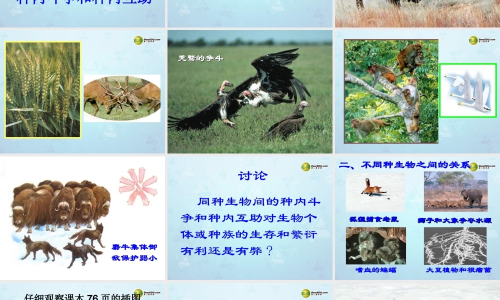 八年级生物下册 第七单元 第一章(生物因素对生物的影响)课件 冀教版 课件