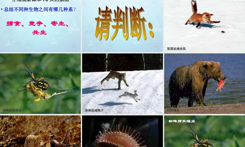 八年级生物下册 第七单元 第一章(生物因素对生物的影响)课件 冀教版 课件