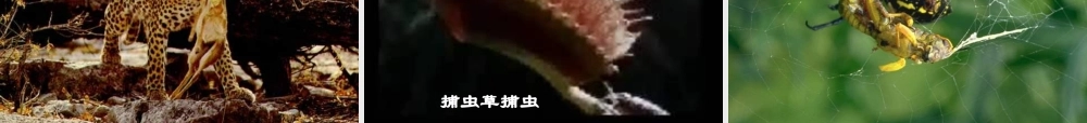 八年级生物下册 第七单元 第一章(生物因素对生物的影响)课件 冀教版 课件
