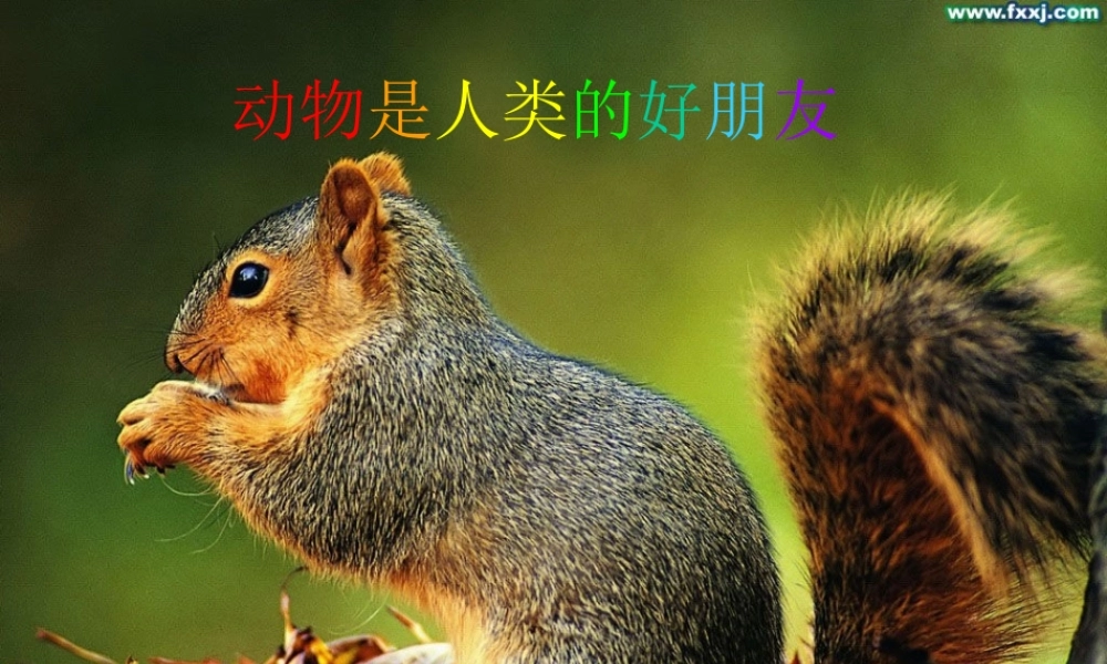 动物是人类pin的好朋友