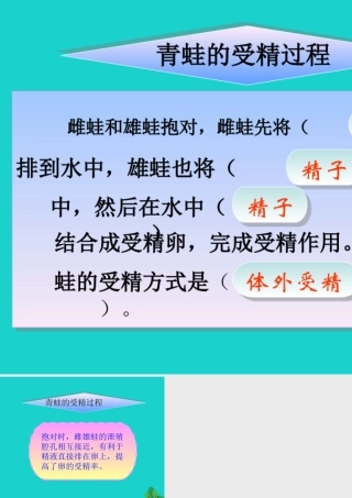八年级生物上册 第四单元 第二章 第二节 两栖动物的生殖和发育 青蛙的受精过程课件 (新版)济南版 课件