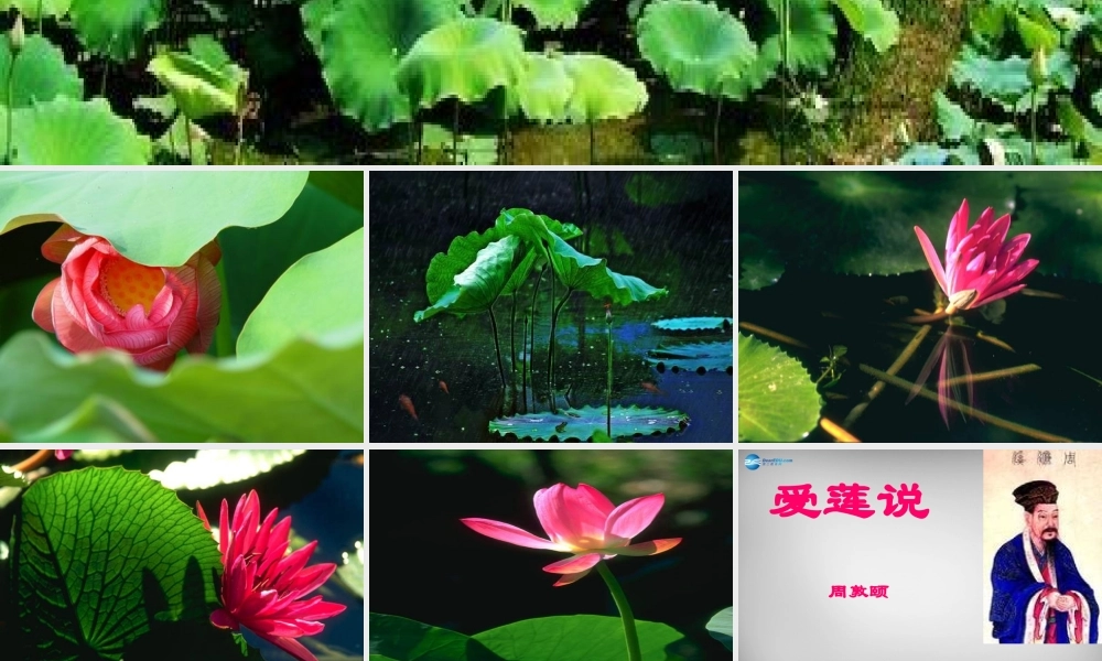 八年级语文上册 22(短文两篇)爱莲说课件 (新版)新人教版 课件