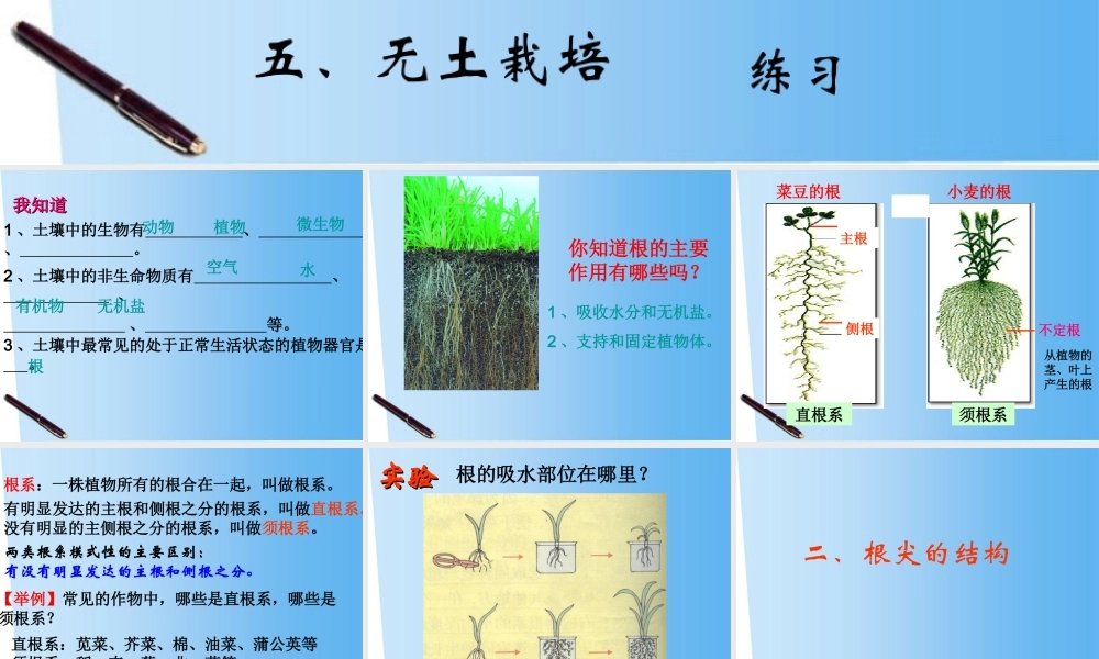 八年级生物上册 1.5根的结构与功能课件 济南版 课件