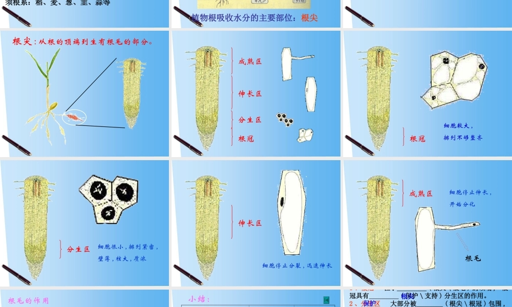 八年级生物上册 1.5根的结构与功能课件 济南版 课件