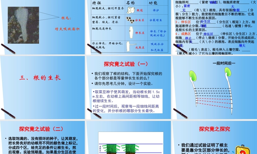 八年级生物上册 1.5根的结构与功能课件 济南版 课件