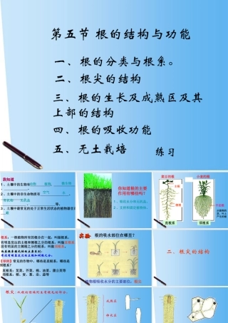 八年级生物上册 1.5根的结构与功能课件 济南版 课件