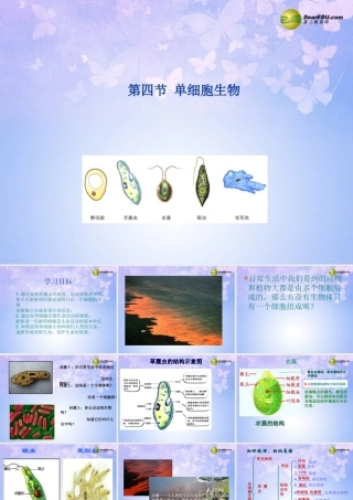 中学七年级生物上册 单细胞生物课件 新人教版 课件