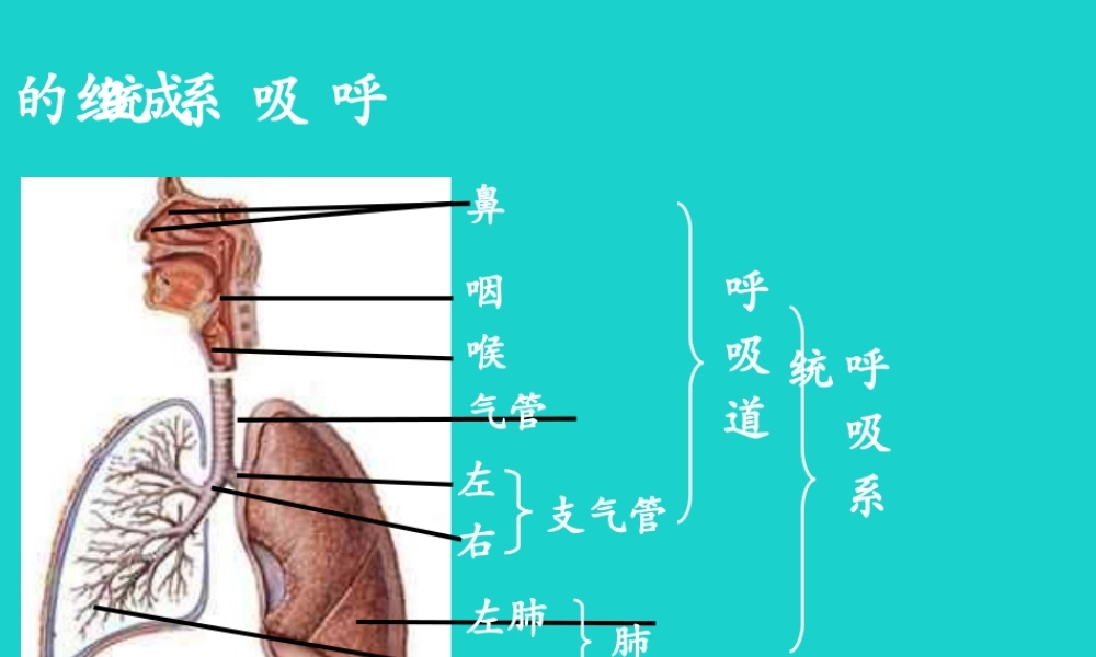 七年级生物下册 第四单元 第二章 第一节 呼吸道对空气的处理 呼吸系统的组成及功能课件 (新版)新人教版 课件