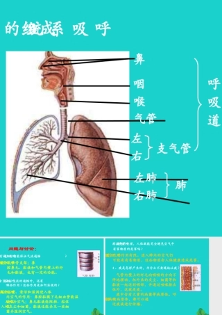 七年级生物下册 第四单元 第二章 第一节 呼吸道对空气的处理 呼吸系统的组成及功能课件 (新版)新人教版 课件