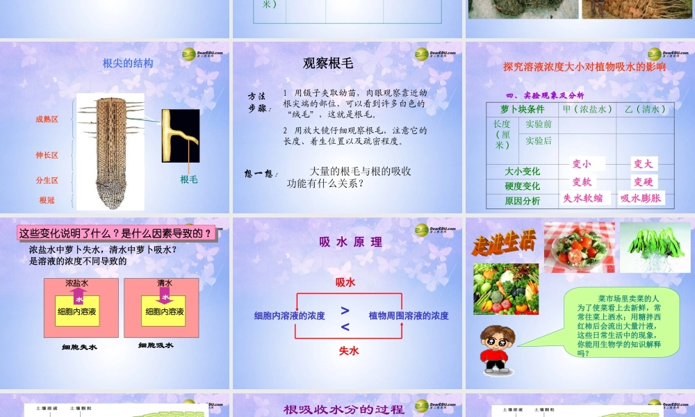 七年级生物上册 第五章 第三节 植物对水分和无机盐的吸收课件 苏教版 课件