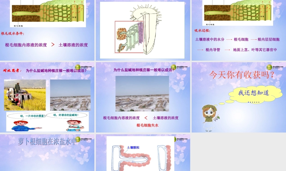 七年级生物上册 第五章 第三节 植物对水分和无机盐的吸收课件 苏教版 课件