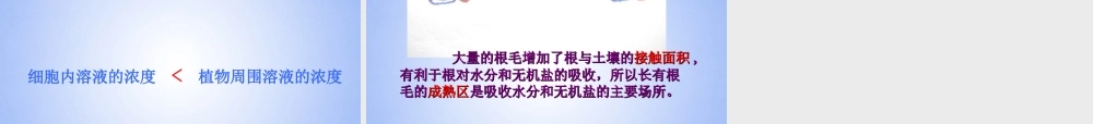 七年级生物上册 第五章 第三节 植物对水分和无机盐的吸收课件 苏教版 课件