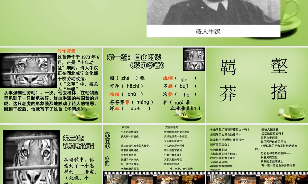 中学七年级语文下册 6.28(华南虎)课件 (新版)新人教版 课件