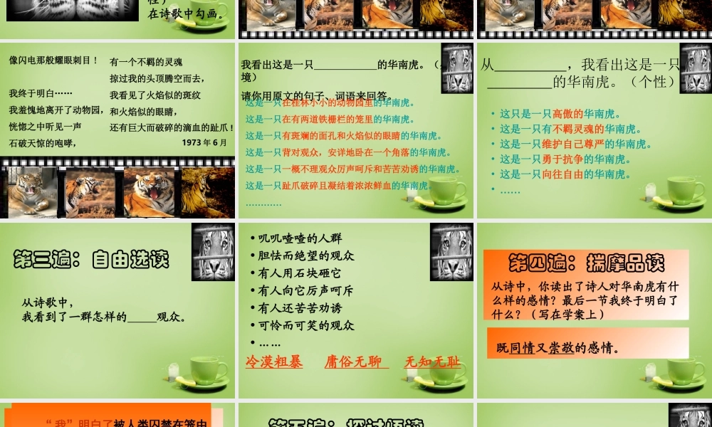 中学七年级语文下册 6.28(华南虎)课件 (新版)新人教版 课件