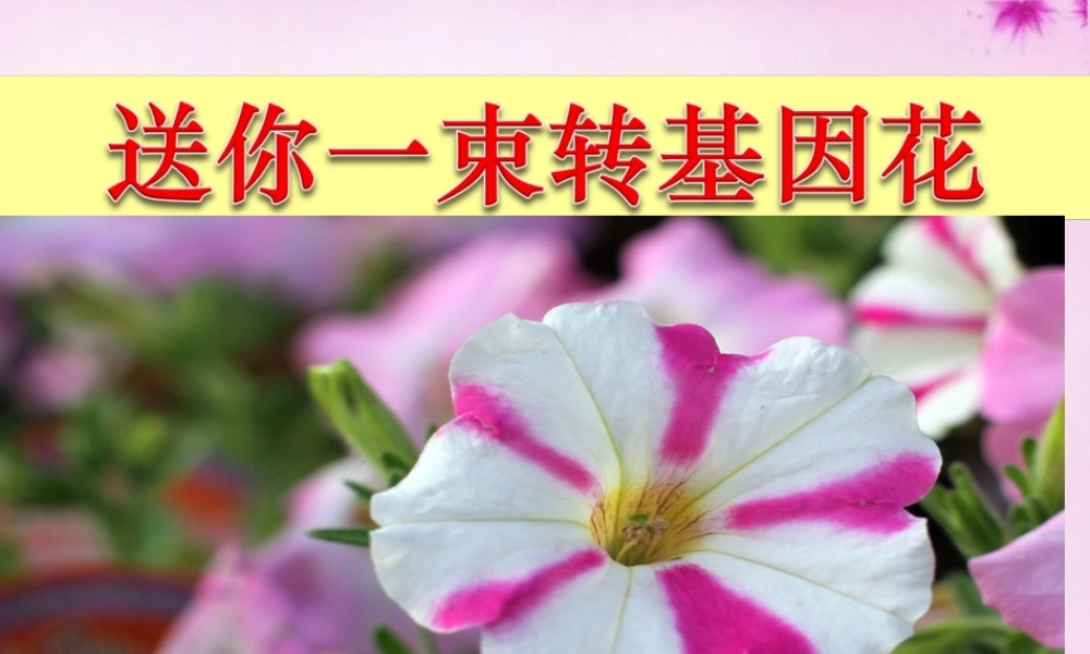 八年级语文上册 第29课(送你一束转基因的花)课件 (新版)苏教版 课件