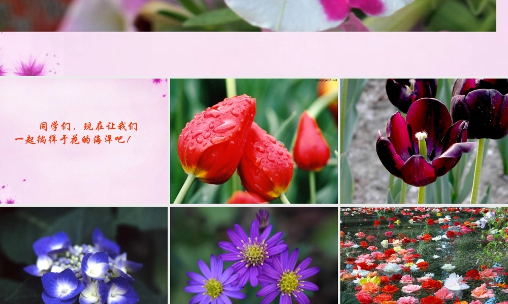 八年级语文上册 第29课(送你一束转基因的花)课件 (新版)苏教版 课件