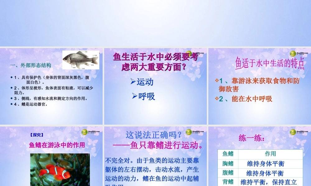 八年级生物上册 第五单元 1.4 鱼课件 (新版)新人教版 课件