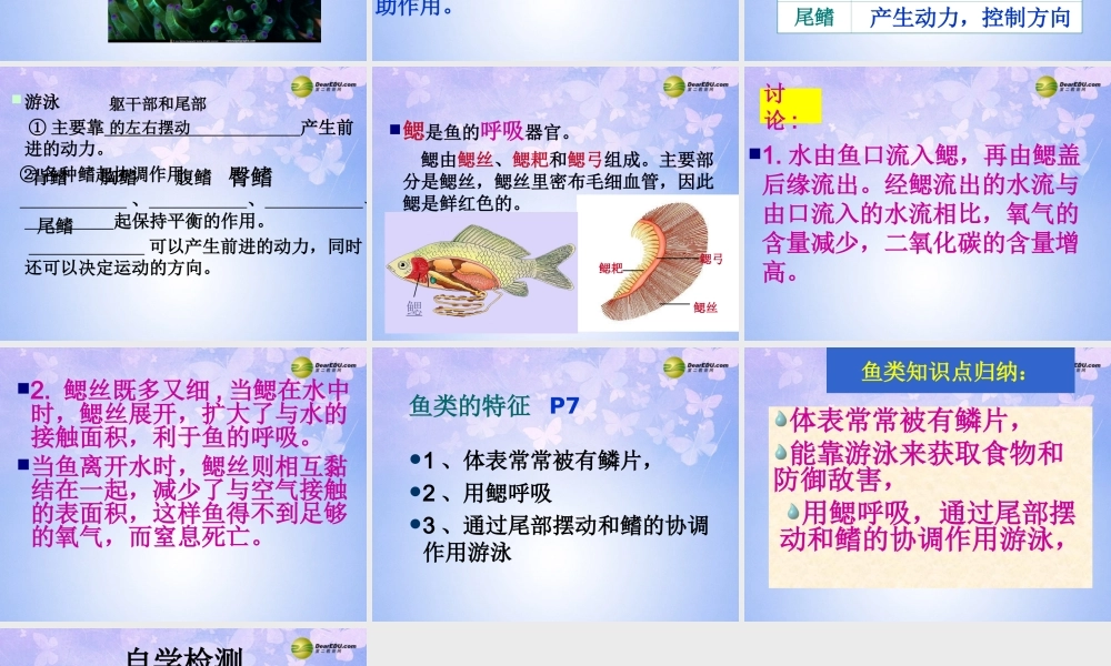 八年级生物上册 第五单元 1.4 鱼课件 (新版)新人教版 课件