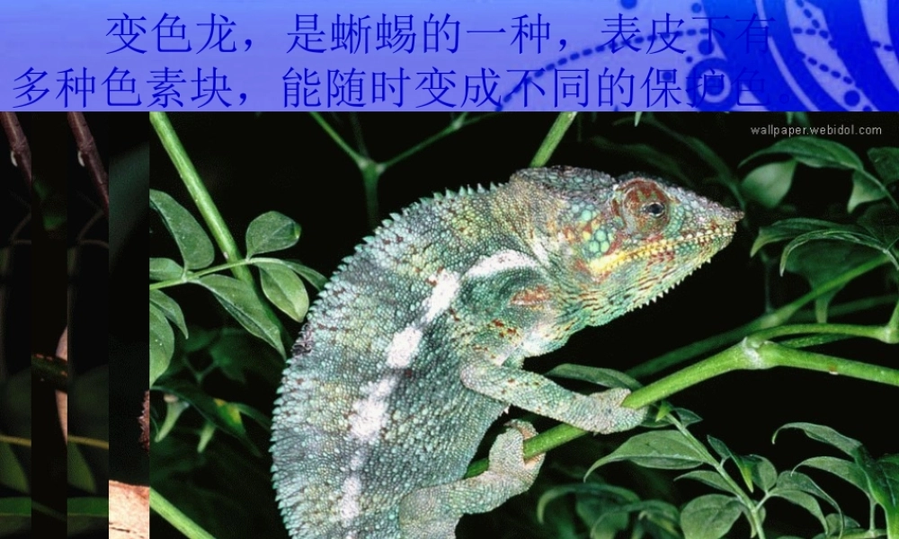 八年级语文下册 (变色龙)优秀实用课件 苏教版 课件