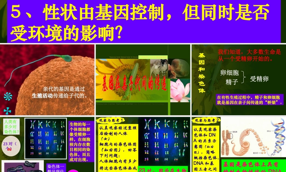 八年级生物 第二节基因在亲子代间的传递课件2 八年级生物 第二节基因在亲子代间的传递课件[整理两套] 八年级生物 第二节基因在亲子代间的传递课件[整理两套]