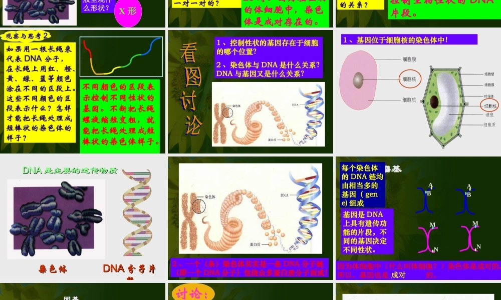 八年级生物 第二节基因在亲子代间的传递课件2 八年级生物 第二节基因在亲子代间的传递课件[整理两套] 八年级生物 第二节基因在亲子代间的传递课件[整理两套]