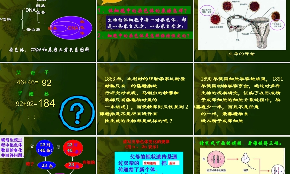 八年级生物 第二节基因在亲子代间的传递课件2 八年级生物 第二节基因在亲子代间的传递课件[整理两套] 八年级生物 第二节基因在亲子代间的传递课件[整理两套]