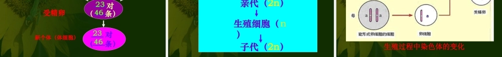 八年级生物 第二节基因在亲子代间的传递课件2 八年级生物 第二节基因在亲子代间的传递课件[整理两套] 八年级生物 第二节基因在亲子代间的传递课件[整理两套]