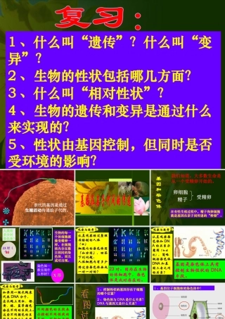 八年级生物 第二节基因在亲子代间的传递课件2 八年级生物 第二节基因在亲子代间的传递课件[整理两套] 八年级生物 第二节基因在亲子代间的传递课件[整理两套]