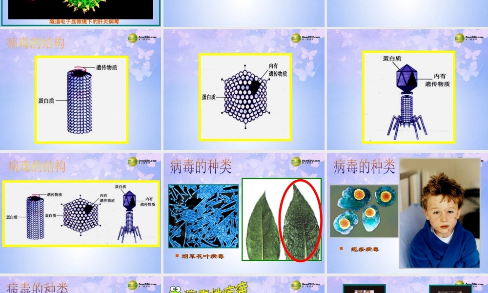 八年级生物上册 第五单元 第五章 病毒课件 新人教版 课件