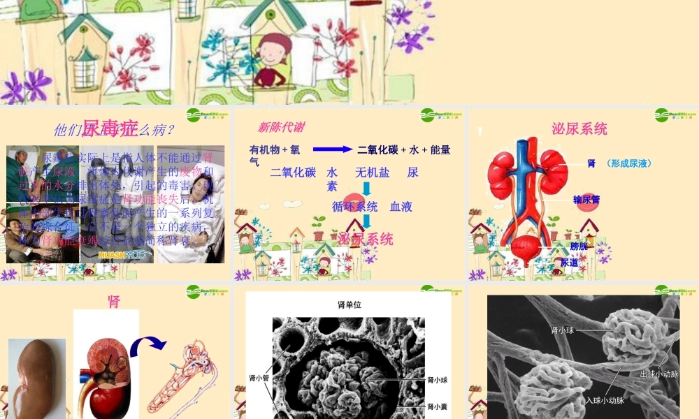 七年级生物下册 尿的形成和排出课件 济南版 课件