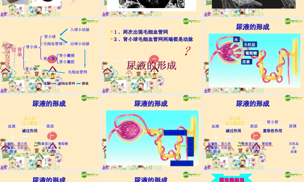 七年级生物下册 尿的形成和排出课件 济南版 课件