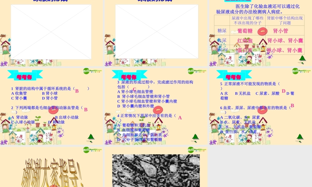 七年级生物下册 尿的形成和排出课件 济南版 课件