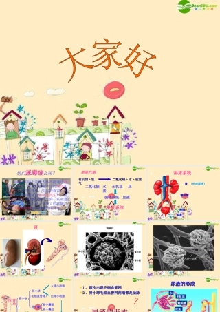 七年级生物下册 尿的形成和排出课件 济南版 课件