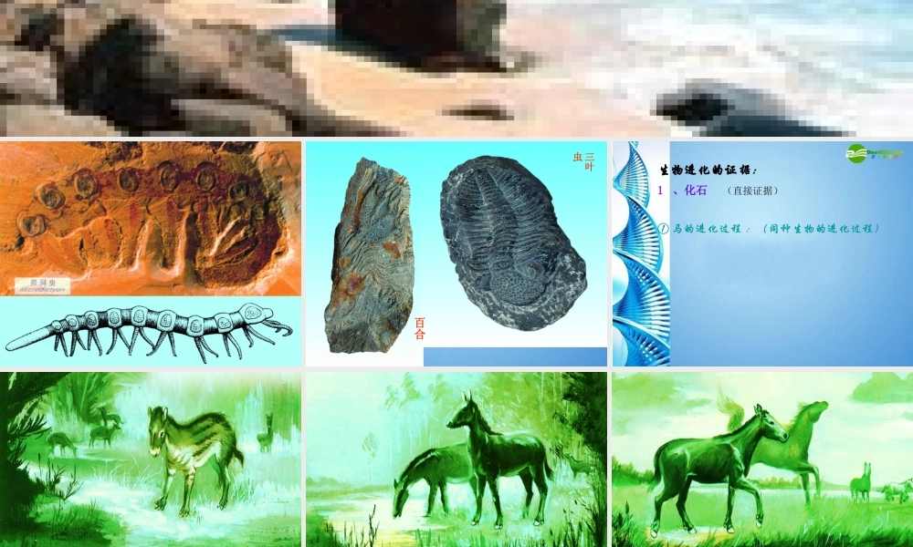 八年级生物下册 生物进化的历程课件 苏科版 课件