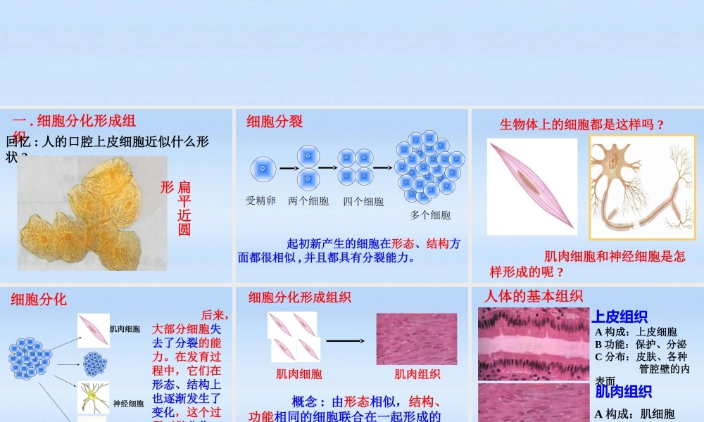七年级生物上册 动物体的结构层次课件 人教新课标版 课件
