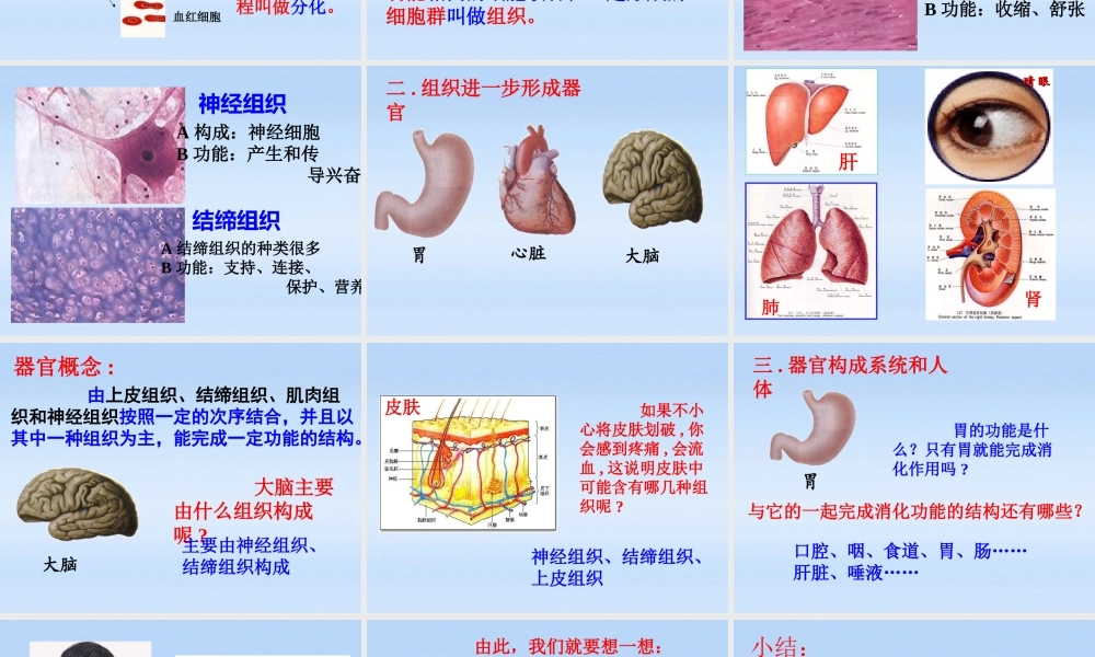 七年级生物上册 动物体的结构层次课件 人教新课标版 课件