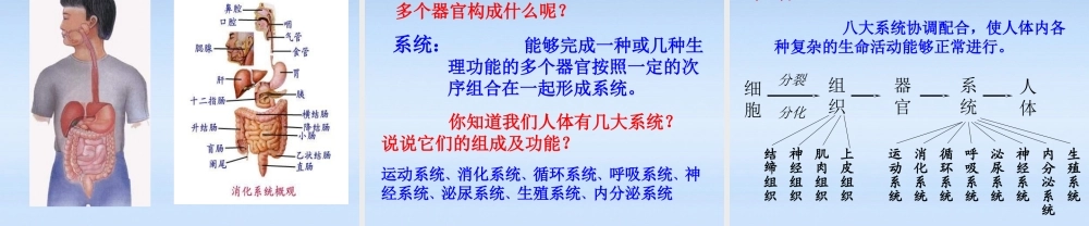 七年级生物上册 动物体的结构层次课件 人教新课标版 课件