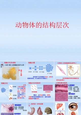 七年级生物上册 动物体的结构层次课件 人教新课标版 课件