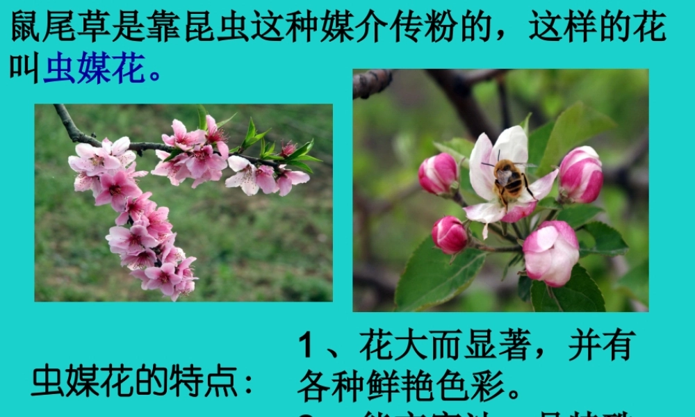 八年级生物上册 第四单元 第一章 第二节 传粉与受精 虫媒花与风媒花课件 (新版)济南版 课件