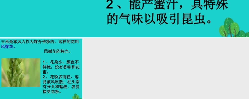 八年级生物上册 第四单元 第一章 第二节 传粉与受精 虫媒花与风媒花课件 (新版)济南版 课件