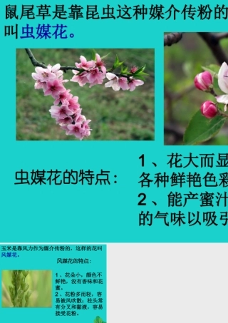 八年级生物上册 第四单元 第一章 第二节 传粉与受精 虫媒花与风媒花课件 (新版)济南版 课件