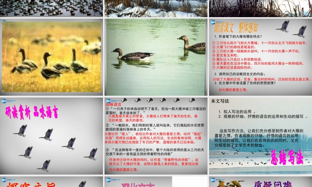 八年级语文下册 14 大雁归来课件 (新版)新人教版 课件