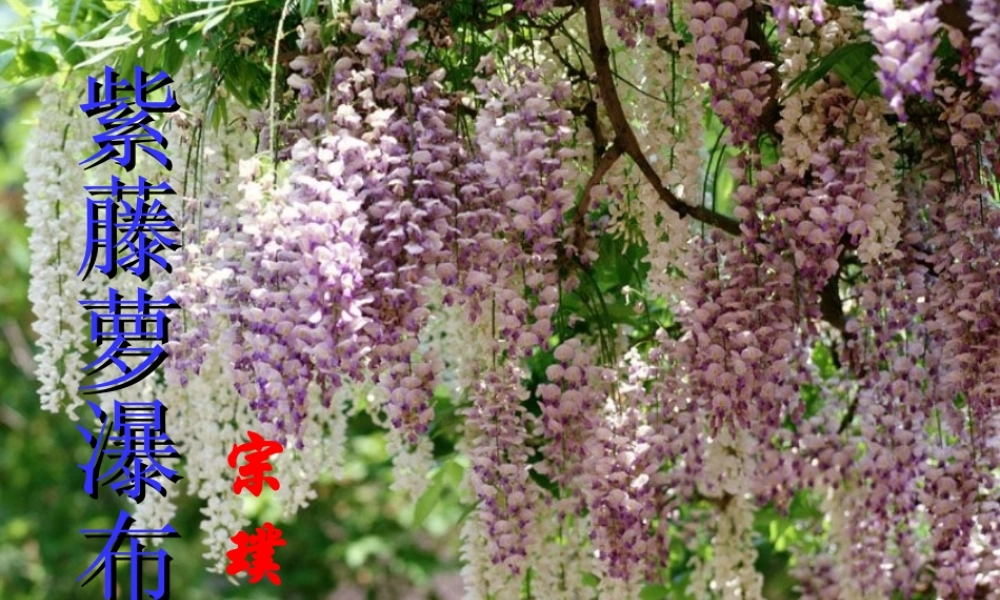 七年级语文上册 第一单元第4课(紫藤萝瀑布)课件 人教新课标版 课件