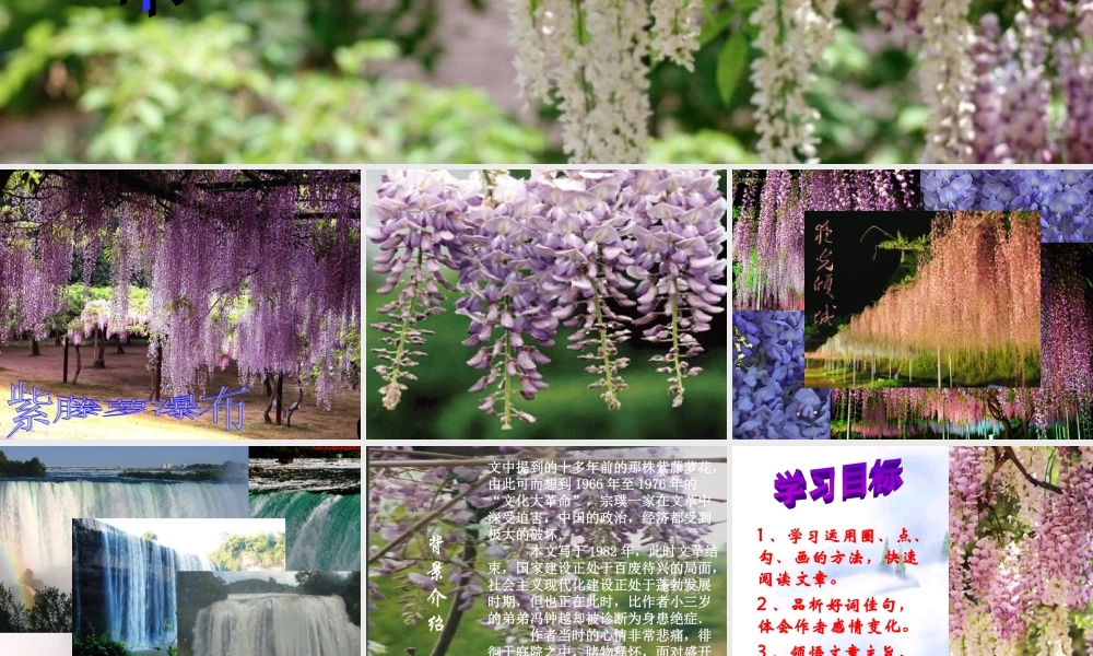 七年级语文上册 第一单元第4课(紫藤萝瀑布)课件 人教新课标版 课件