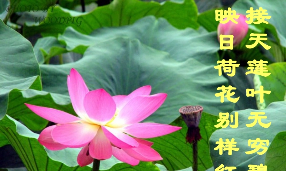 八年级语文下册(清塘荷韵)课件 北师大版 课件