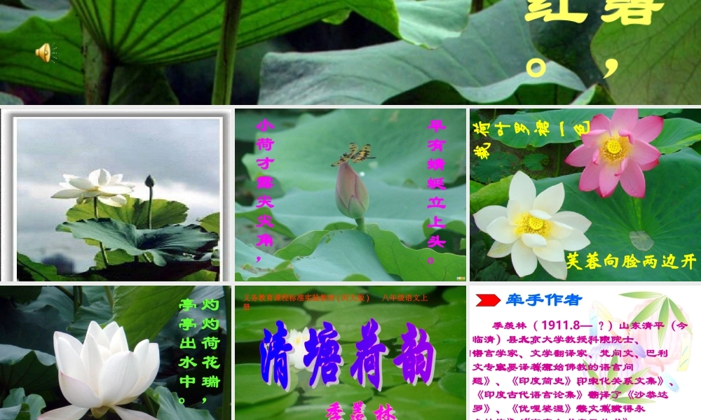 八年级语文下册(清塘荷韵)课件 北师大版 课件