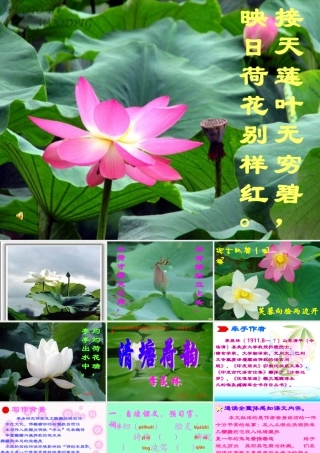 八年级语文下册(清塘荷韵)课件 北师大版 课件