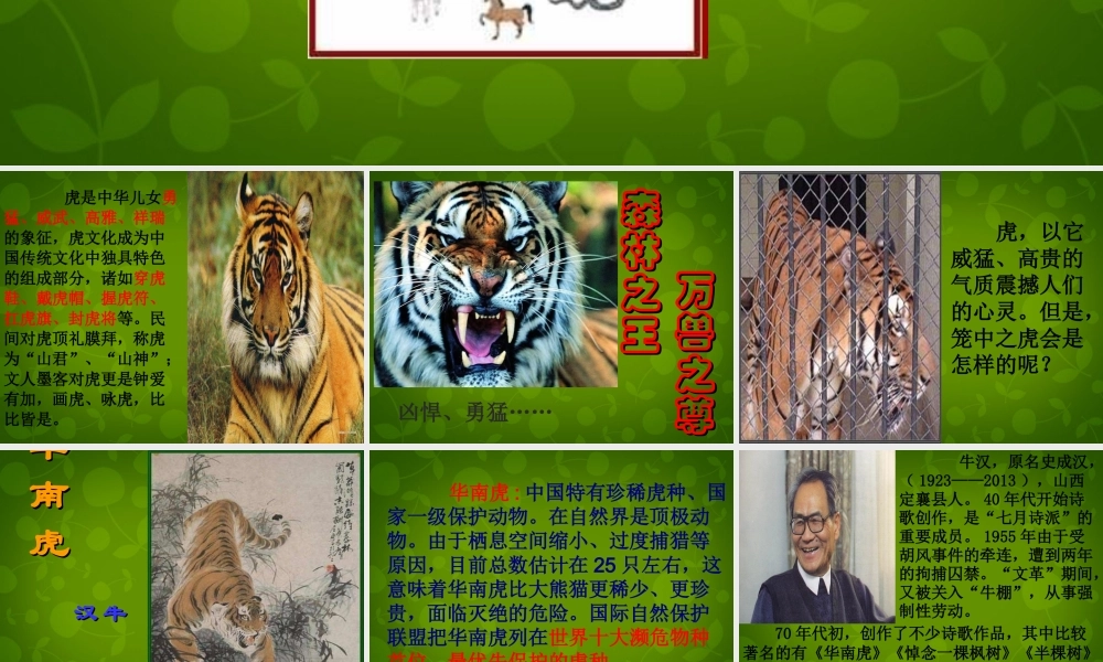 七年级语文下册 28 华南虎课件 新人教版 课件