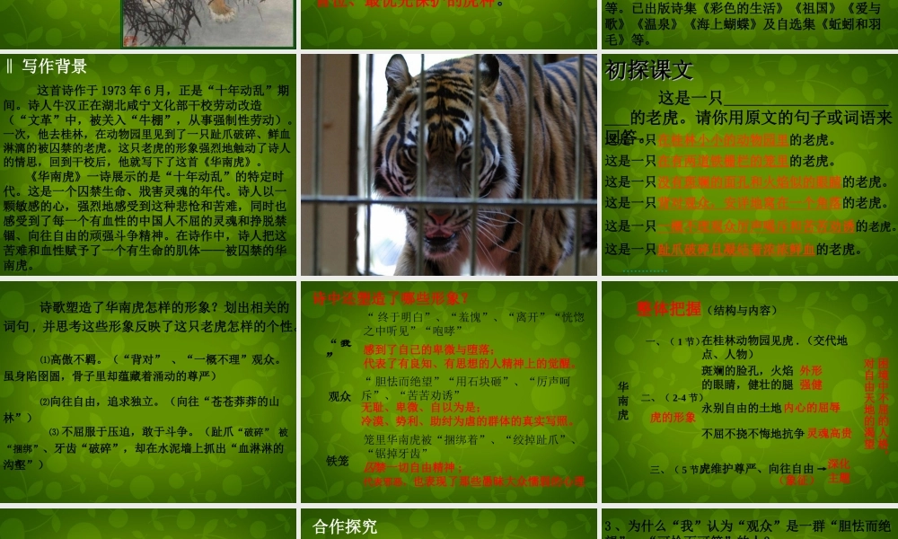 七年级语文下册 28 华南虎课件 新人教版 课件