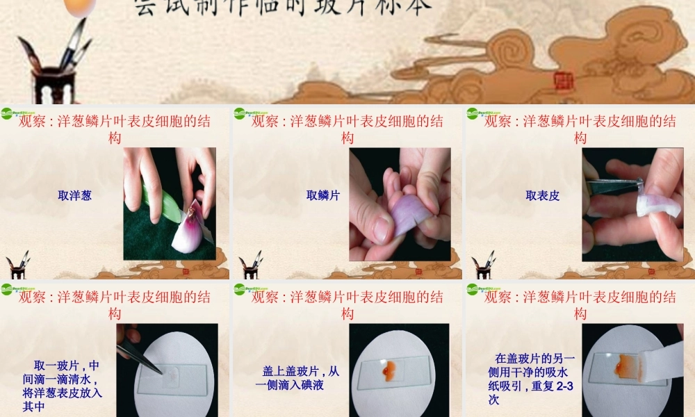 七年级生物上册 第3章第一节植物细胞的结构和功能课件 苏教版 课件